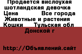 Продается вислоухая шотландская девочка › Цена ­ 8 500 - Все города Животные и растения » Кошки   . Тульская обл.,Донской г.